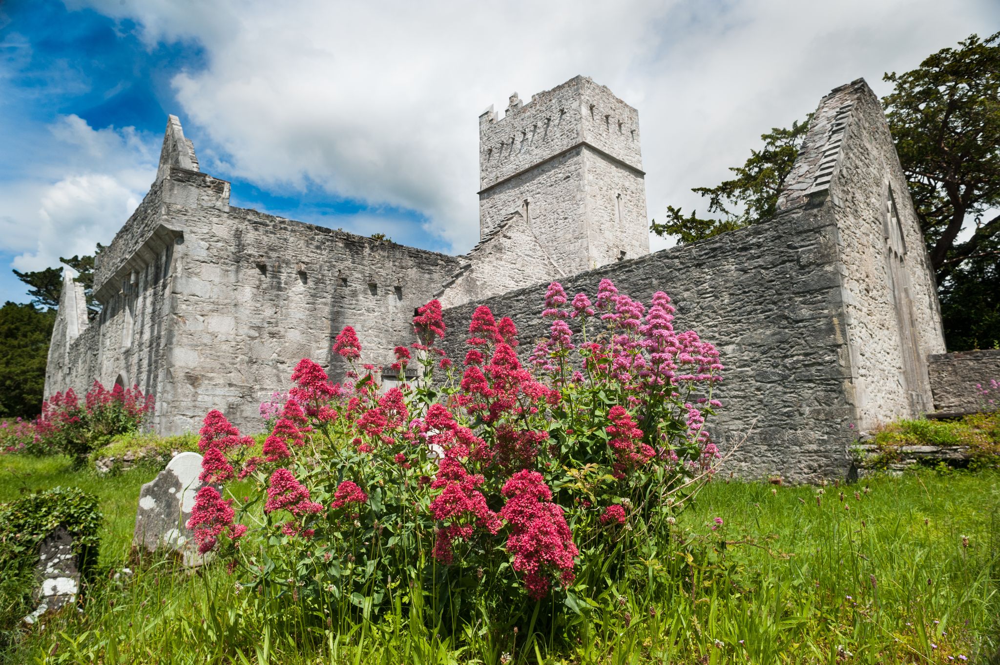 photo of Muckross Abbey in county kerry, Ireland .