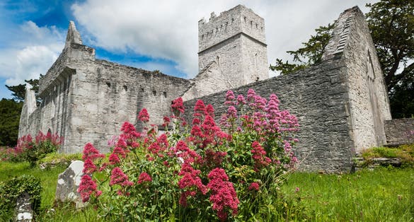photo of Muckross Abbey in county kerry, Ireland .