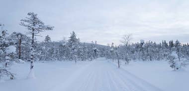 Jokkmokk: Snowmobile Skiing Tour in the Forest