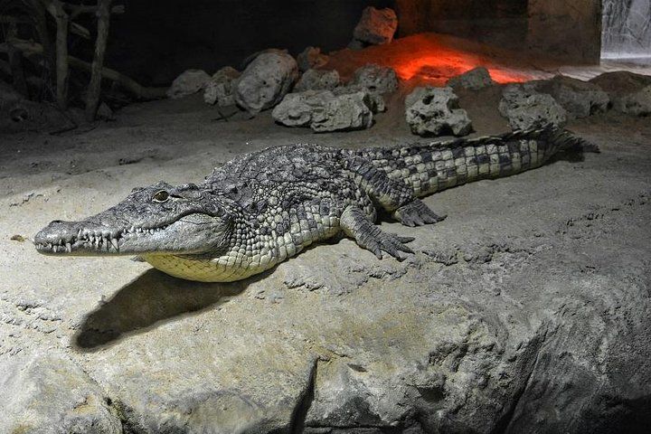 Zaragoza Aquarium Admission Ticket