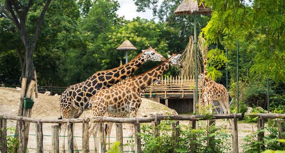 Photo of group of giraffes eating at Budapest Zoo and Botanical Garden on summer day.