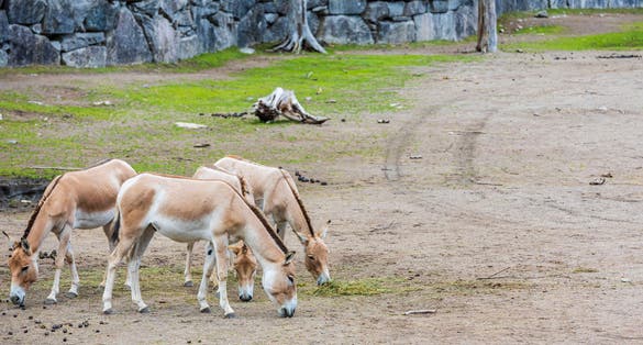 Photo of gorgeous view of horses from natural park Kolmarden Sweden.