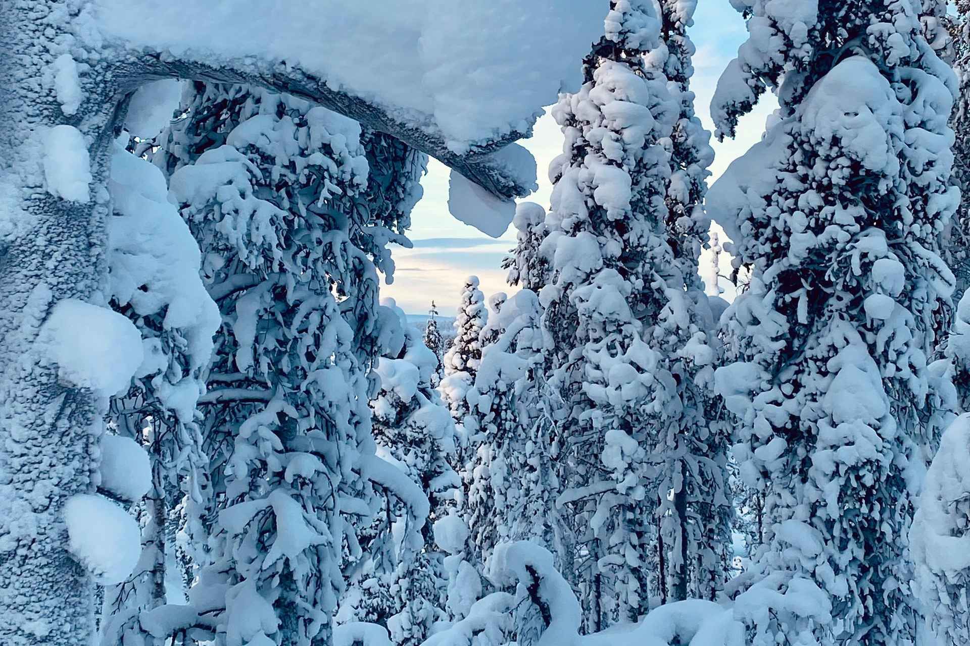 Saariselkä: Snowshoes adventure on the snowy fells