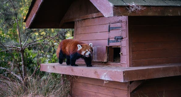 Photo of Red Panda at Edinburgh Zoo, Scotland, a Rare and Endangered Species .