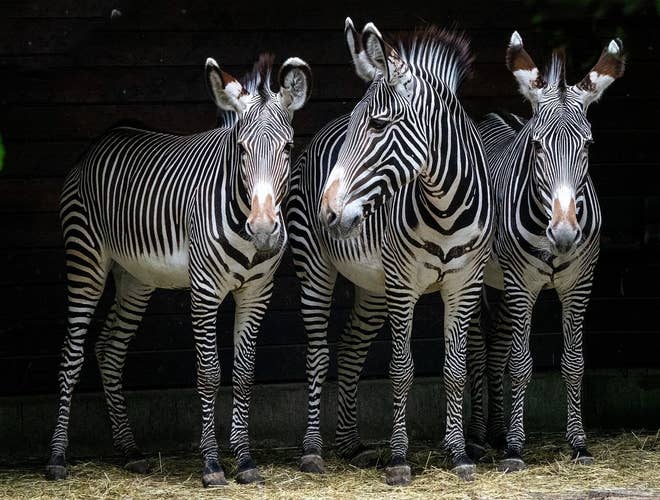 zebras-5306630_1280.jpg
