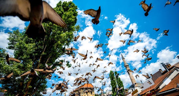 Photo of old square with flying pigeons in Sarajevo city center, the capital of Bosnia and Herzegovina.