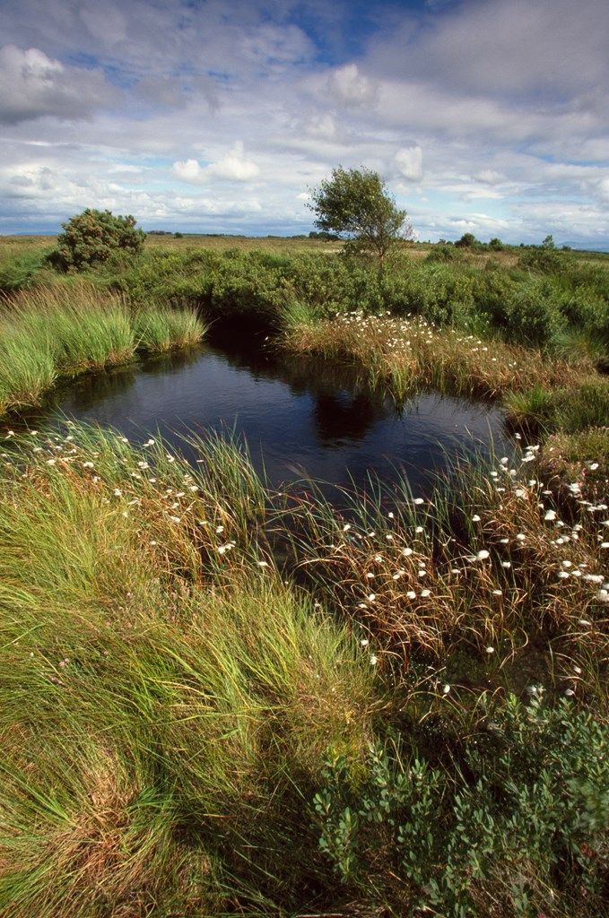 RSPB Campfield Marsh, Bowness, Allerdale, Cumbria, North West England, England, United Kingdom