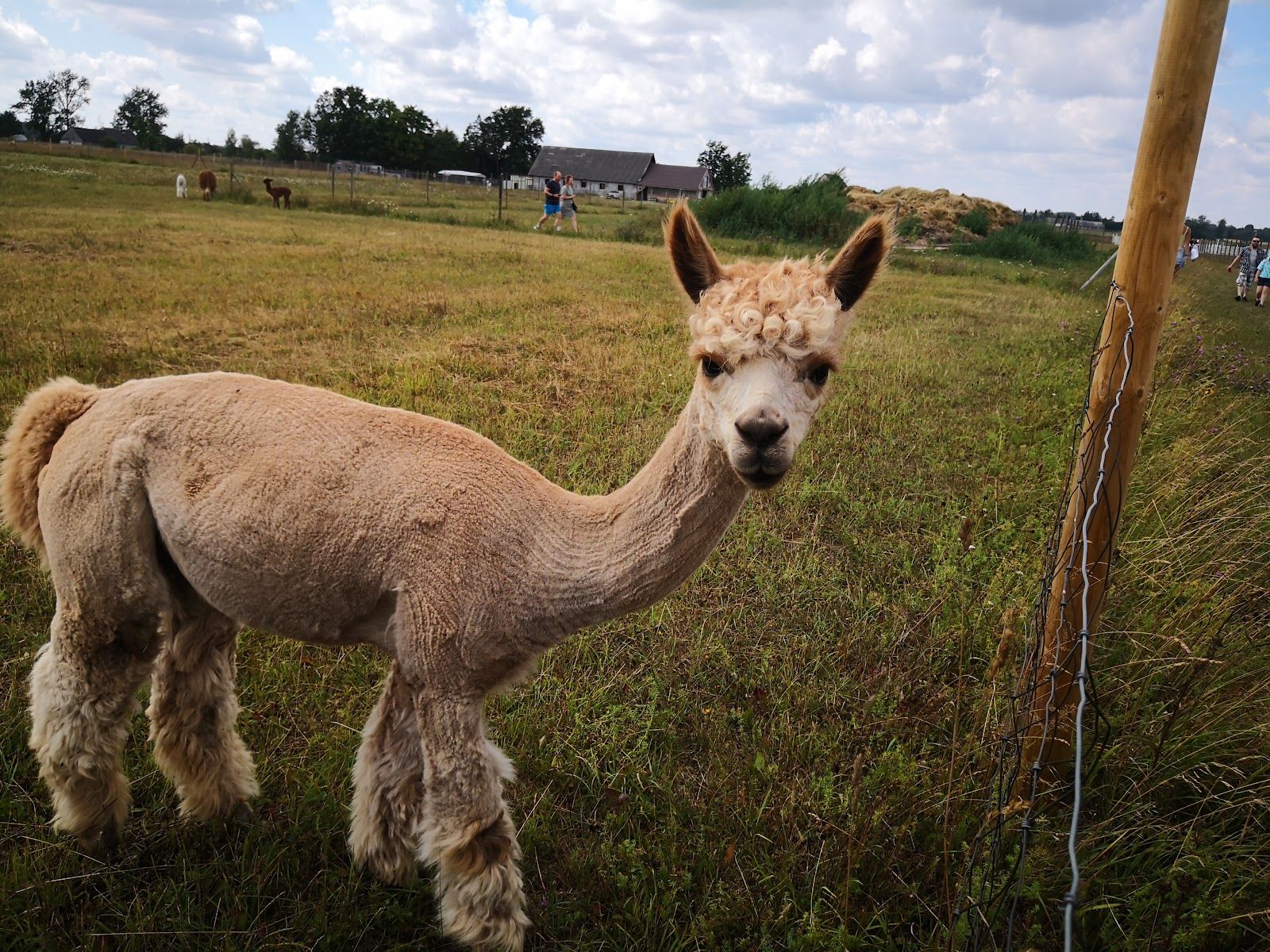 Alpakafarm OÜ, Niidu küla, Tori vald, Pärnu maakond, Estonia