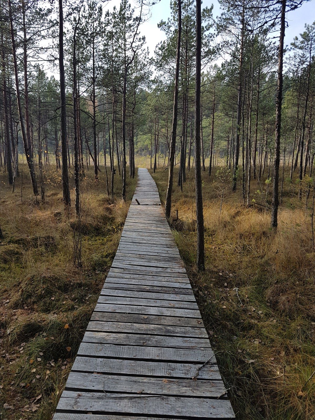 Degučių cognitive path, Degučiai, Degučių seniūnija, Zarasų rajono savivaldybė, Utena County, Lithuania