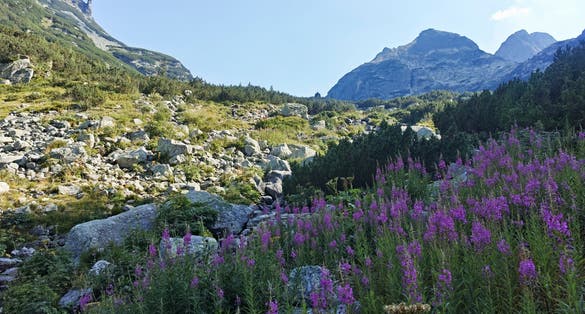 photo of view of Amazing Summer landscape of Rila Mountain near Malyovitsa hut, Bulgaria,Kyustendil bulgaria.