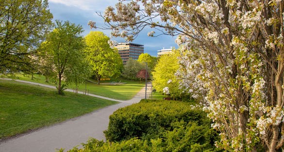 Walk and bike path at Tøyen in Oslo. Blossom tree in the spring