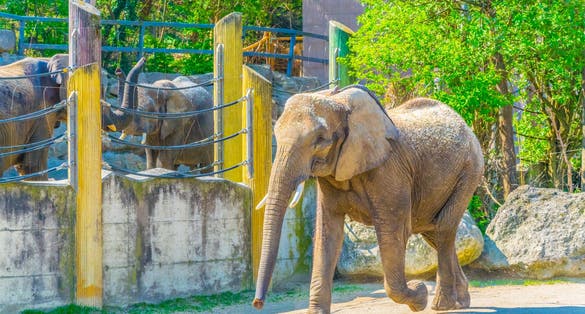 Photo of the elephant enclosure in the schonbrunn zoo in Austria.