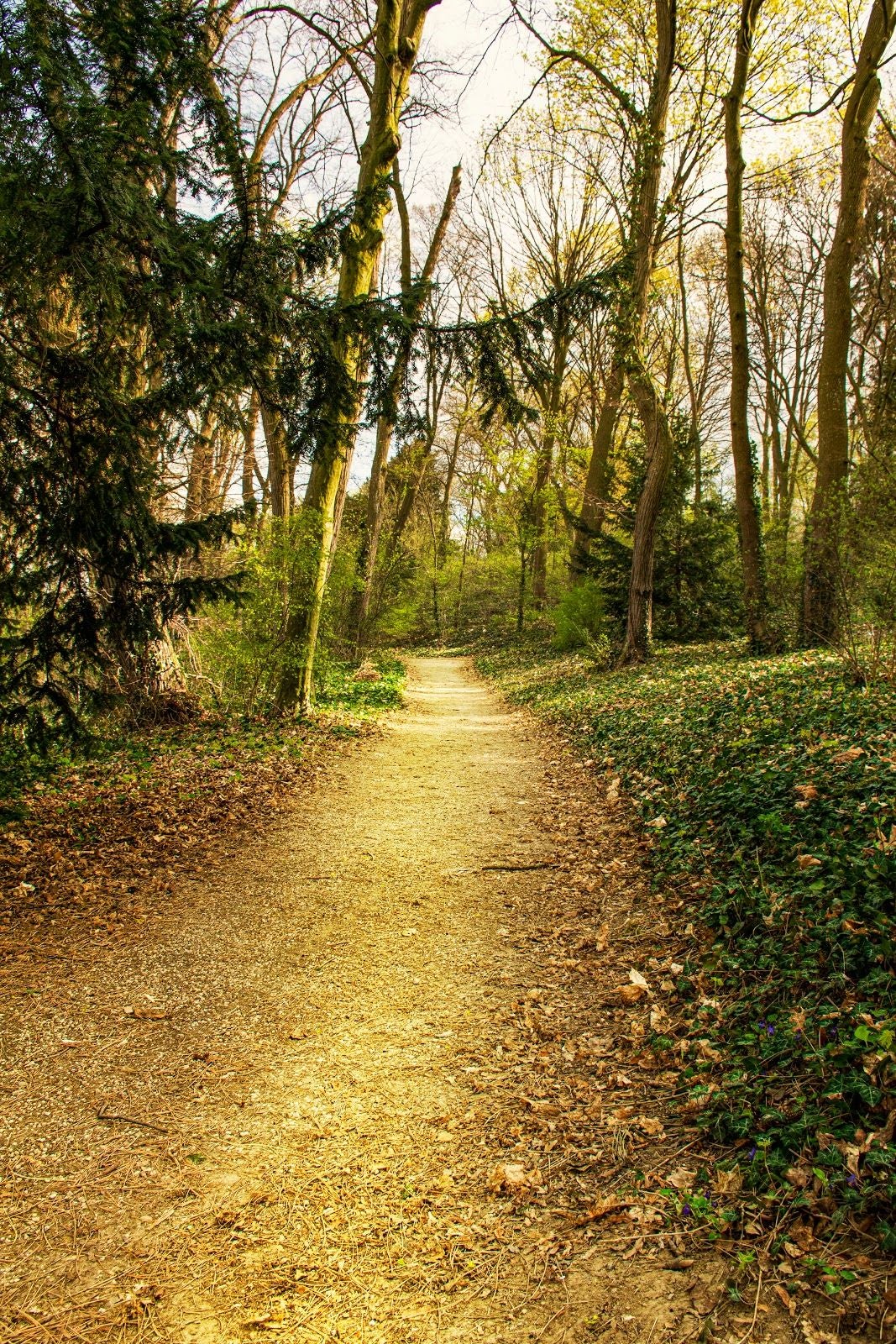 Arboretum and Conservation Area of Pannonhalma, Pannonhalma, Pannonhalmi járás, Győr-Moson-Sopron, Western Transdanubia, Transdanubia, Hungary