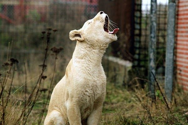 Blåvand Zoo, Varde Municipality, Region of Southern Denmark, Denmark