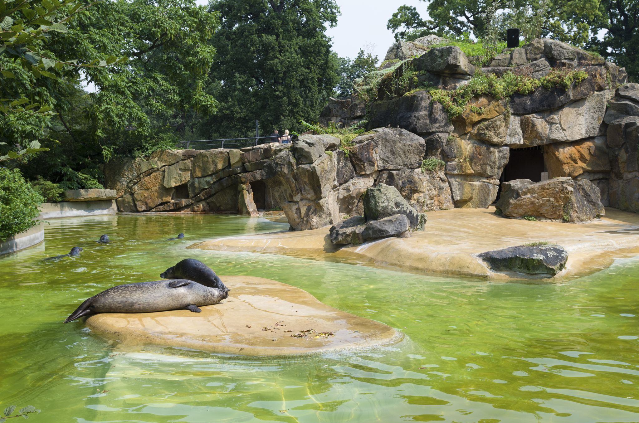 Photo of pond with seals in the Berlin Zoo (Zoological garden). It's the oldest garden in Germany with most comprehensive collection of species in the world.
