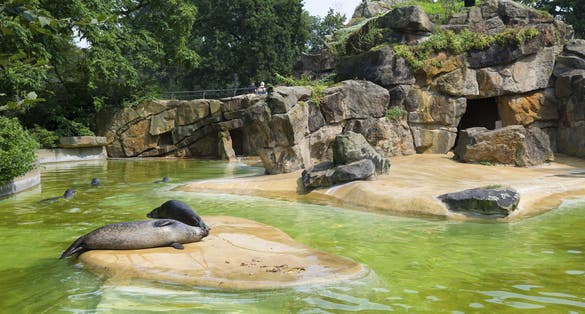 Photo of pond with seals in the Berlin Zoo (Zoological garden). It's the oldest garden in Germany with most comprehensive collection of species in the world.