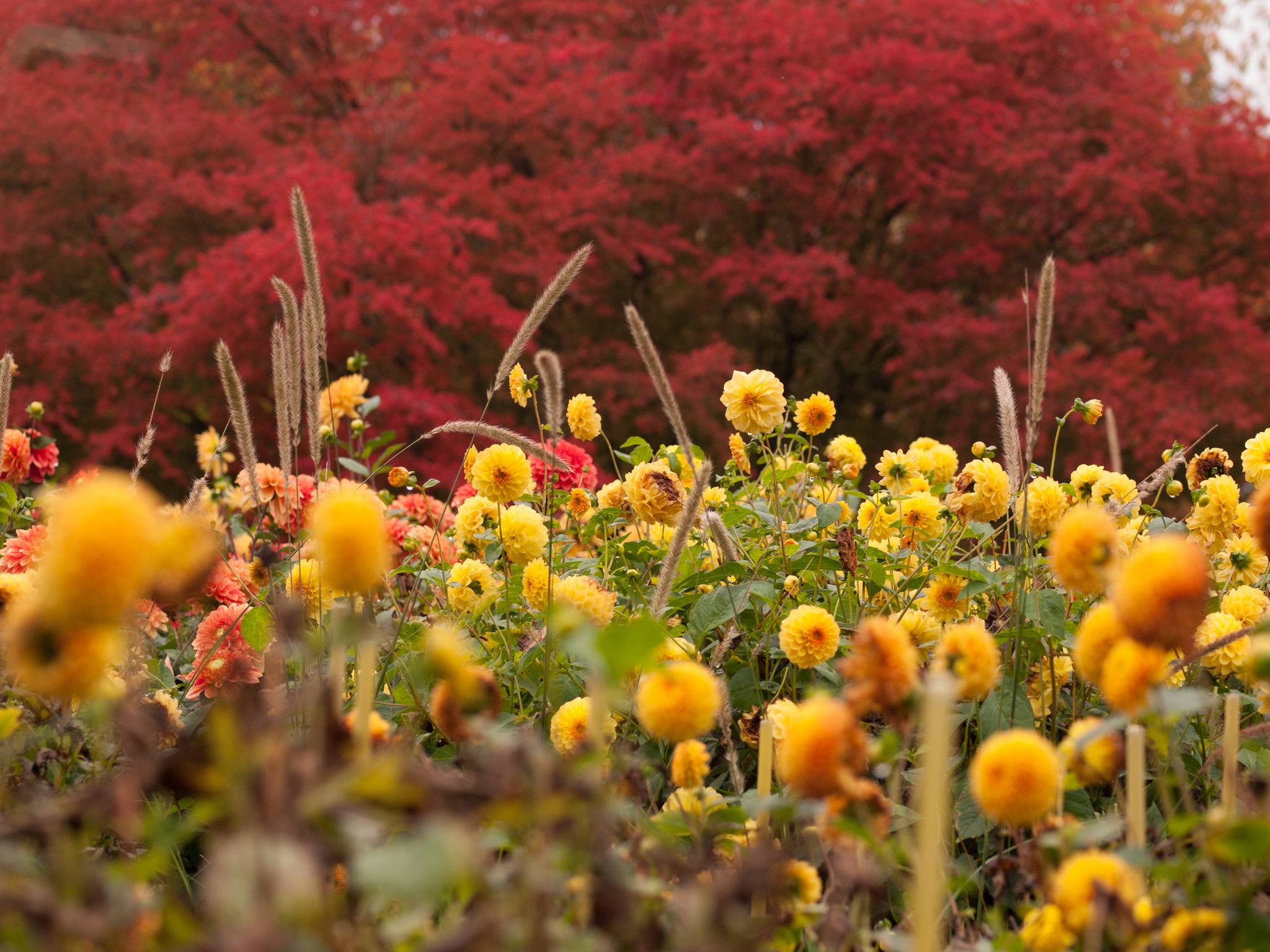 photo of view of Botanical garden EGA-park of Erfurt in autumn, Germany .