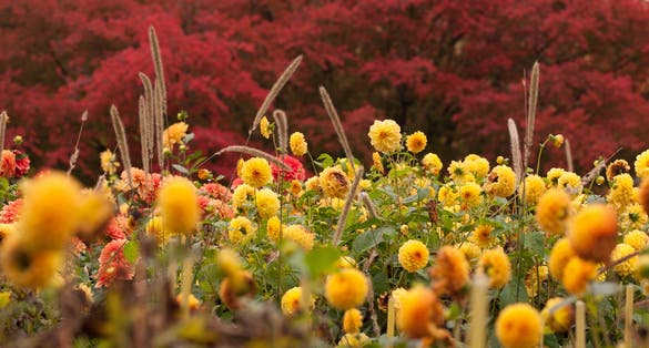 photo of view of Botanical garden EGA-park of Erfurt in autumn, Germany .