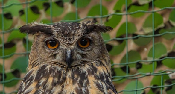 Photo of Eagle owl in cage in Zoo Decin, Czech Republic.