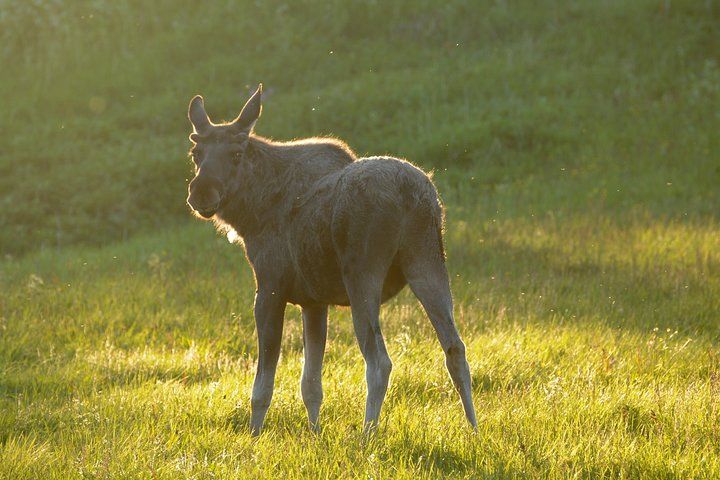 Moose Safari Bodo, Norway, Meet the Largest Land Animal in Europe