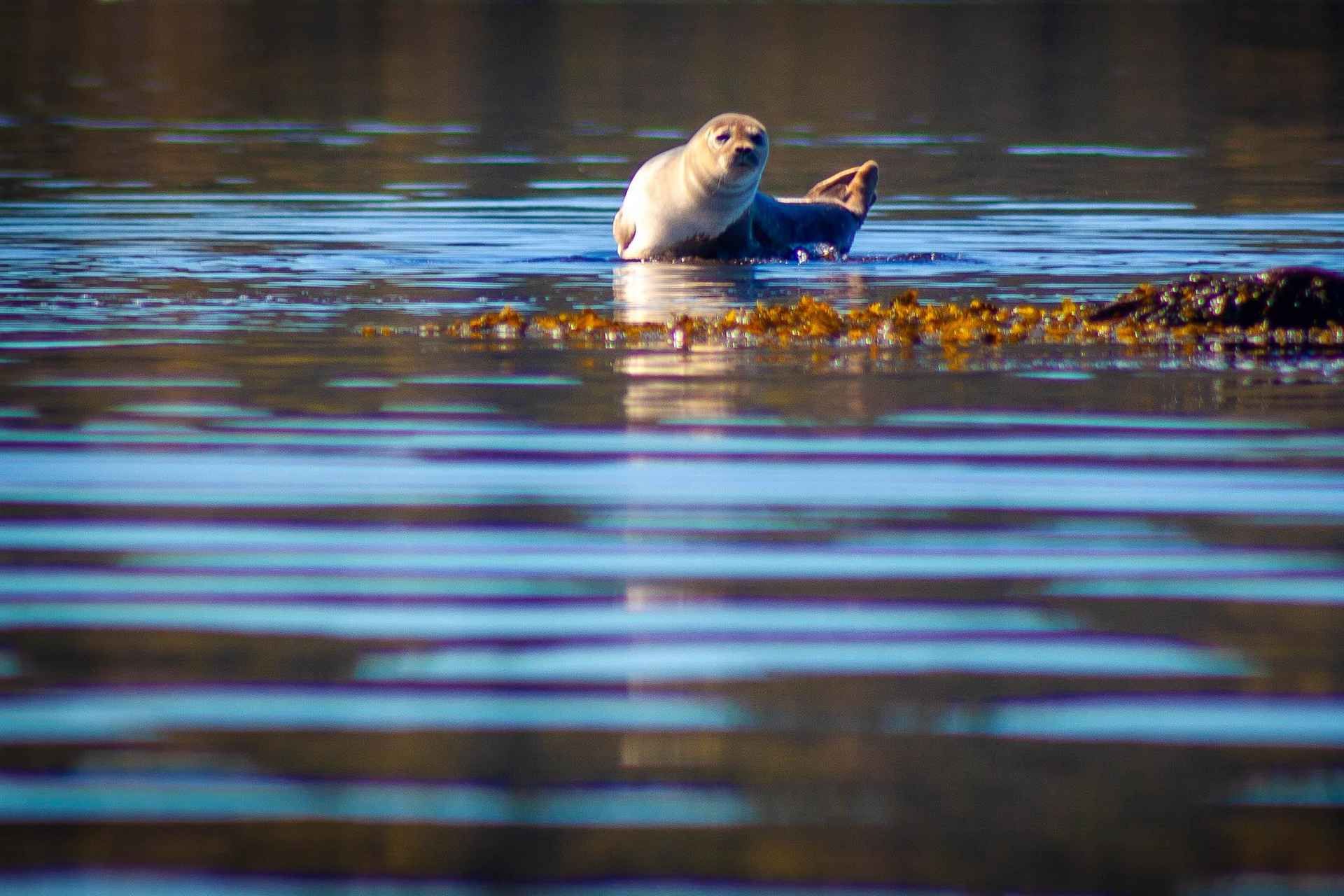 West Sweden: Paddle with seals