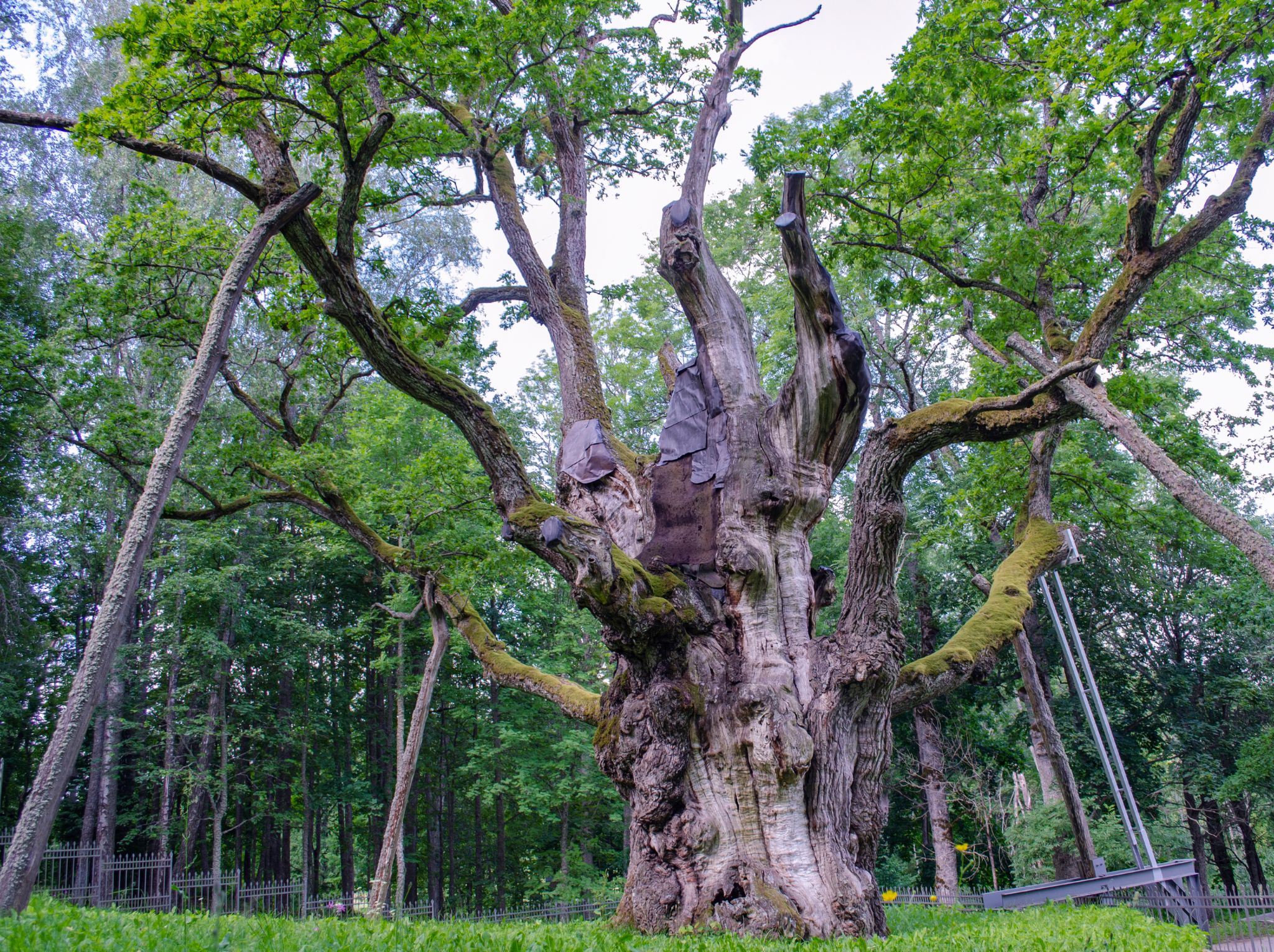 Majestic Stelmuze oak shot from close up in summer season. The one of three oldest tree in Europe. The most sight showplace in Lithuania. Natural monument and protected object in wild nature.