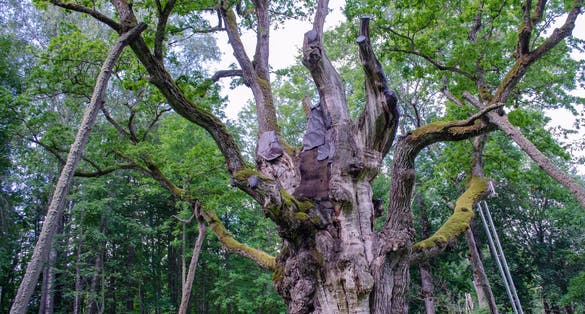 Majestic Stelmuze oak shot from close up in summer season. The one of three oldest tree in Europe. The most sight showplace in Lithuania. Natural monument and protected object in wild nature.