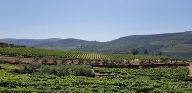 Douro Valley Tour with Wine Tastings, River Cruise, and Lunch from Porto 