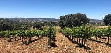 Ronda Day Tour and Winery Visits from Marbella