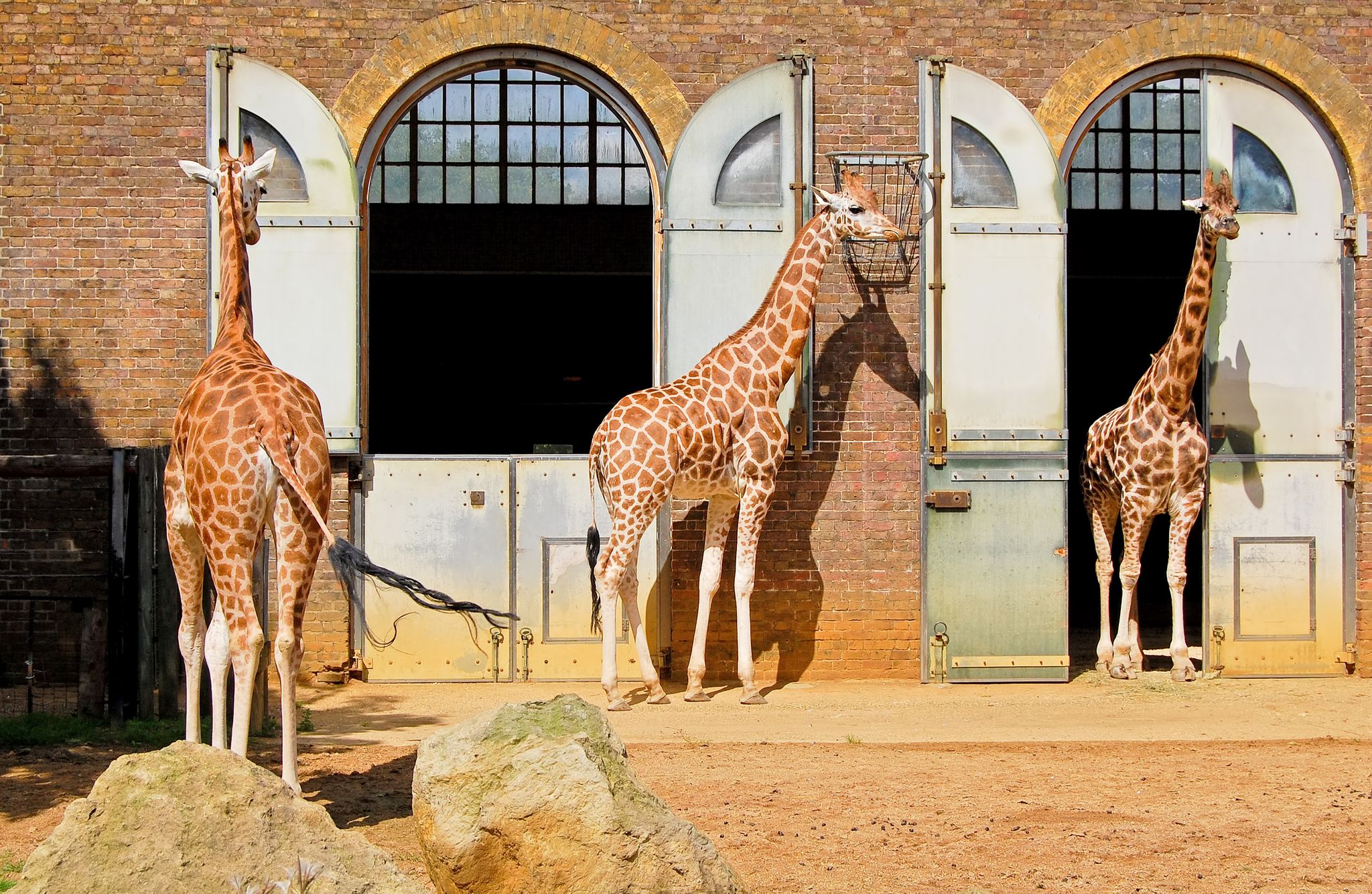 Photo of Giraffes at the London Zoo, UK.