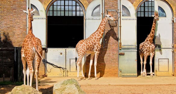 Photo of Giraffes at the London Zoo, UK.