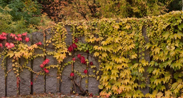photo of view of autumn in EGA park, Germany .
