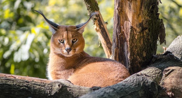Caracal form zoo Opole, Poland.