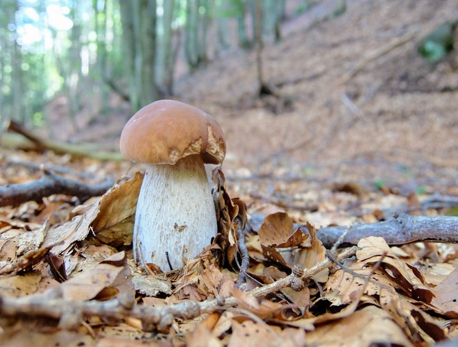 mushroom-5259448.jpg