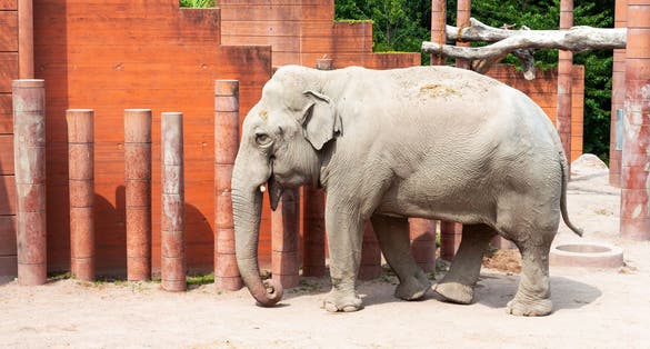 Photo of elephant in Copenhagen Zoo, Denmark.