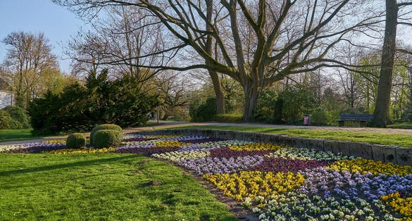 Photo of colorful blooming spring flower beds next to green lawn and big leafless trees in the public park called "Graftanlagen" in Delmenhorst (Germany) on a sunny day .