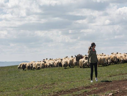A young woman walking on a mountain pasture with a flock of sheep grazing in the background..jpg