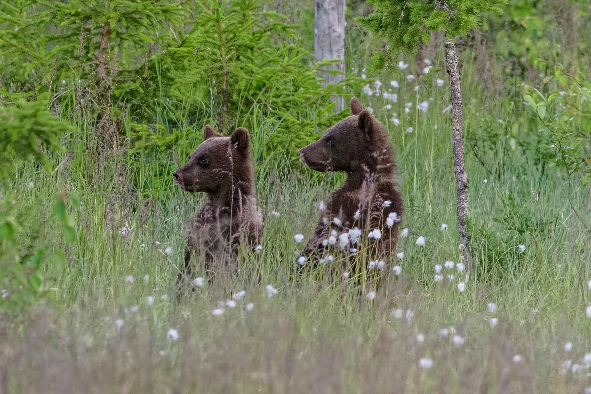 Kuusamo: Bear watching evening