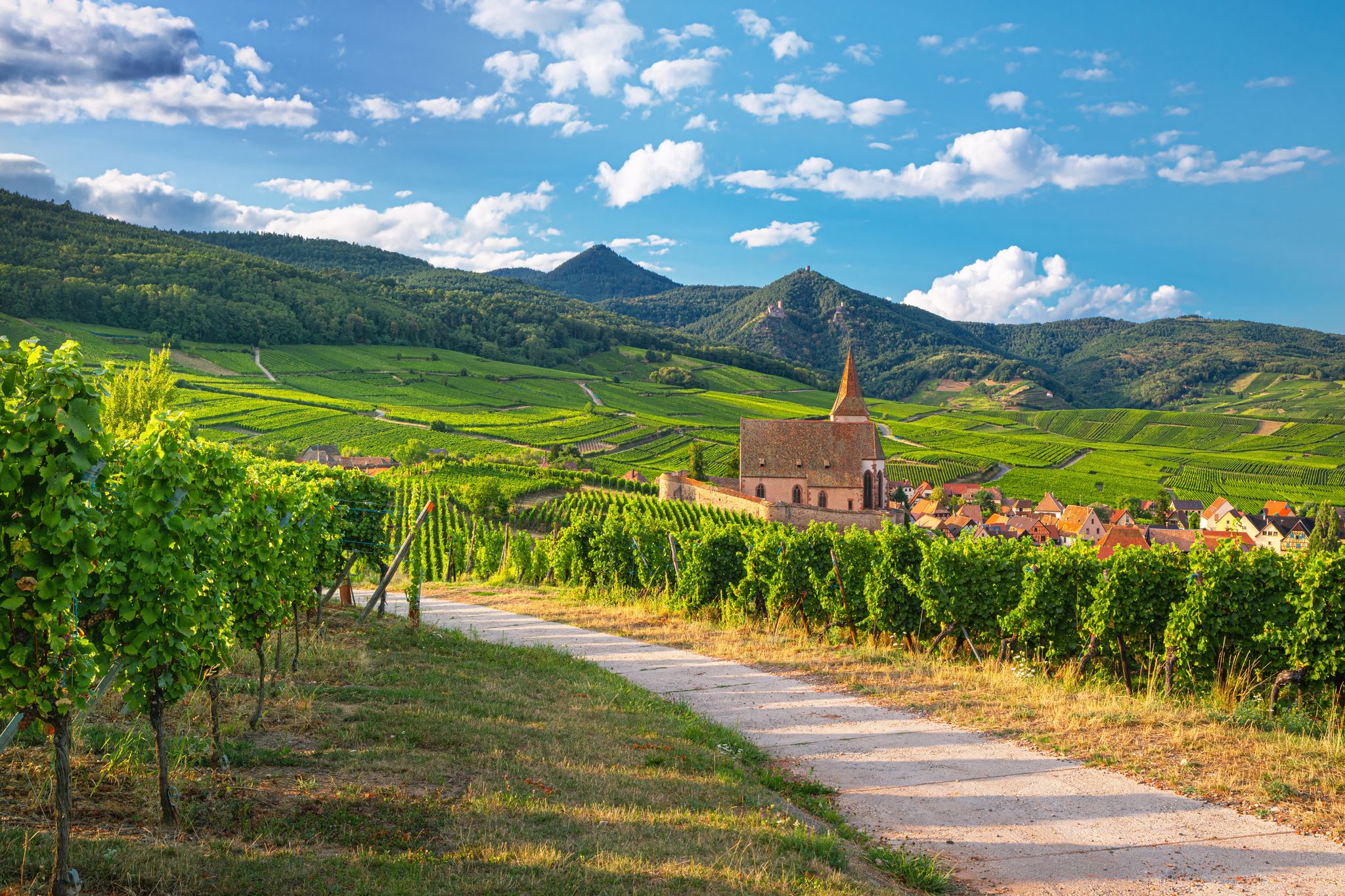 vineyards of Alsace region, France.jpg