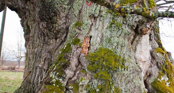 Kaive oak - thickest tree in Eastern Europe