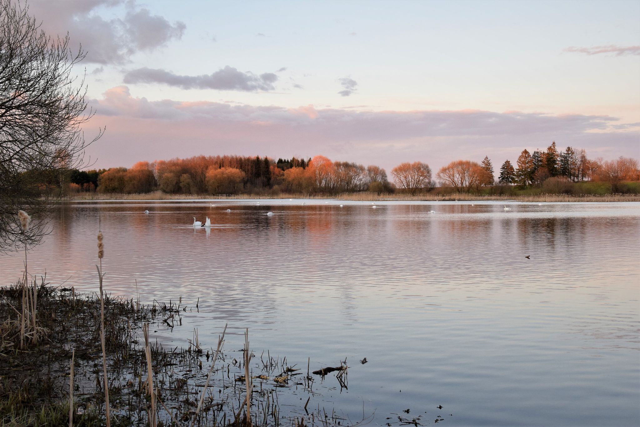Swans taking off from the lake near ornithology center Biodiversum in the nature reserve Haff Reimech near Schengen, Luxembourg. Nature and bird protection concept.
