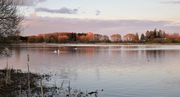 Swans taking off from the lake near ornithology center Biodiversum in the nature reserve Haff Reimech near Schengen, Luxembourg. Nature and bird protection concept.