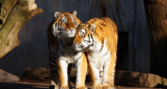 Photo of two tigers in Copenhagen Zoo, Denmark.
