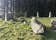 Aikey Brae Stone Circle, Aberdeenshire, Scotland, United Kingdom