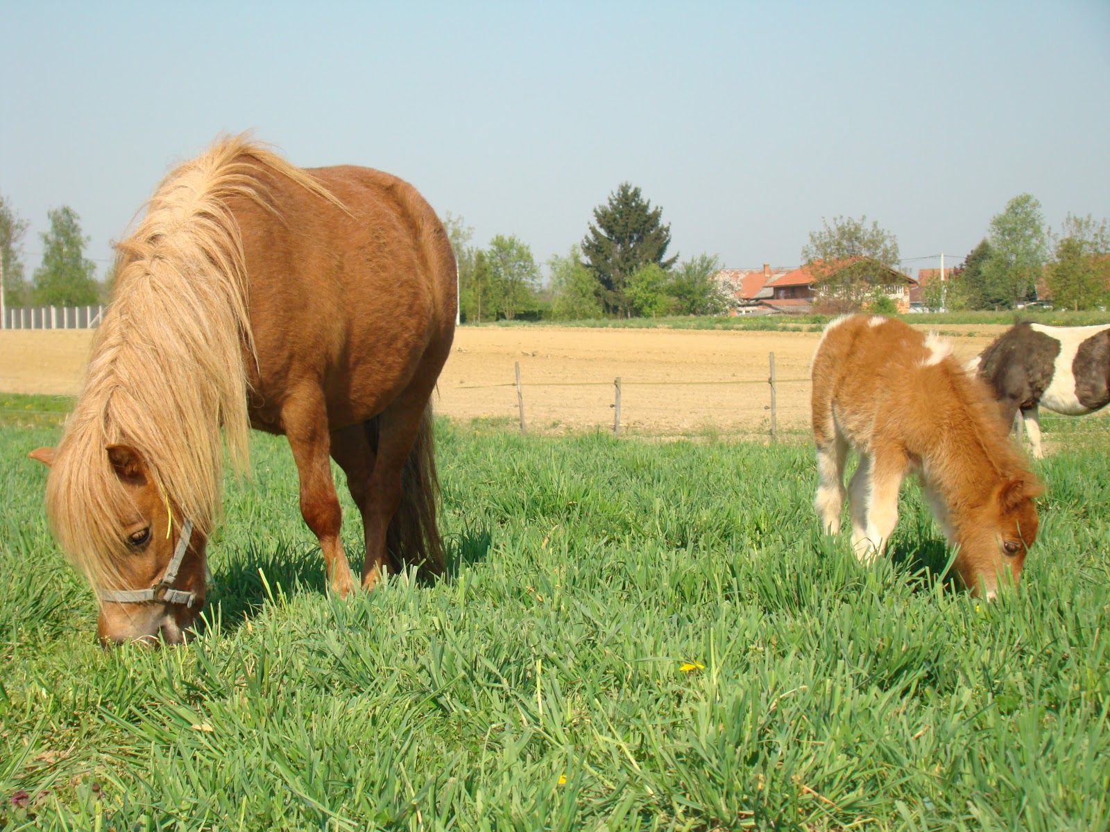Ranč Ponyland, Grad Mursko Središće, Međimurje County, Croatia