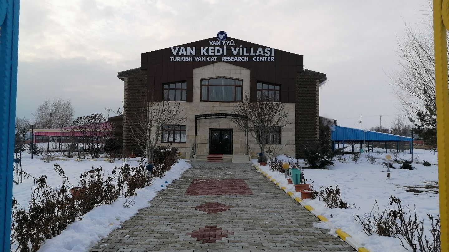Van Cat House, Bardakçı Mahallesi, Tuşba, Van, Eastern Anatolia Region, Turkey