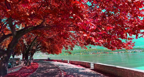 Photo of Loannina lake in autumn season with platanus trees reflecter in the water, in greece