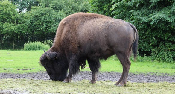 Photo of animals from Givskud zoo near Billund, Denmark.