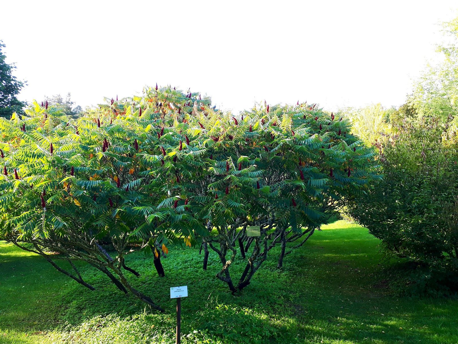 Dendropark of Ledurga, Krimuldas novads, Vidzeme, Latvia