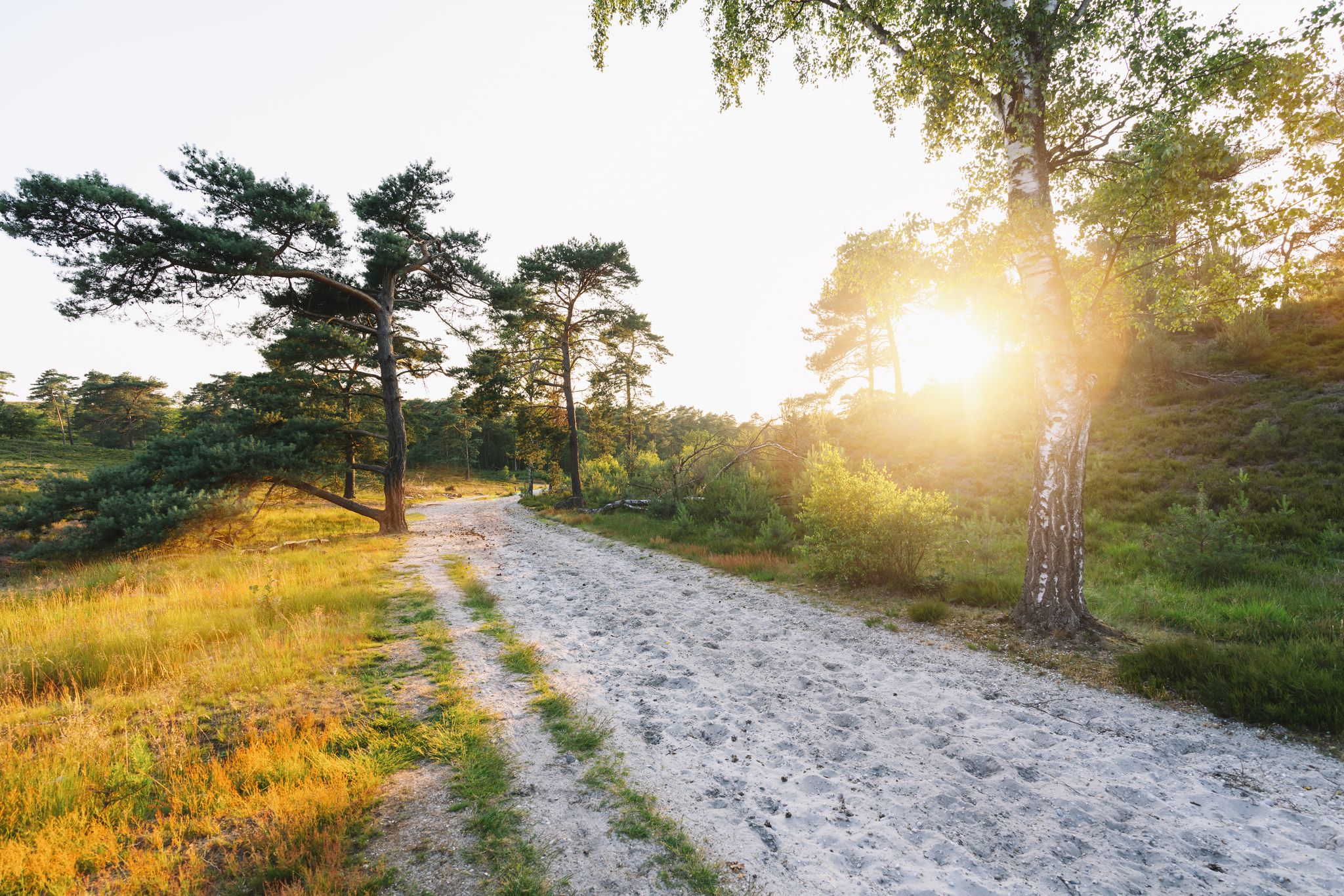 photo of landscape with sun rays shining through a tree at brunssummerheide in the Netherlands.